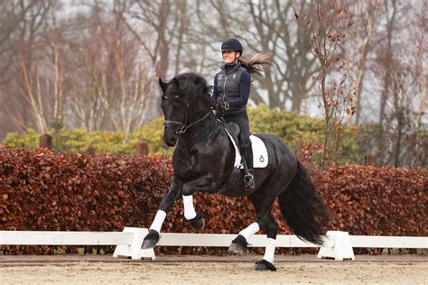 sporthorses friese paarden